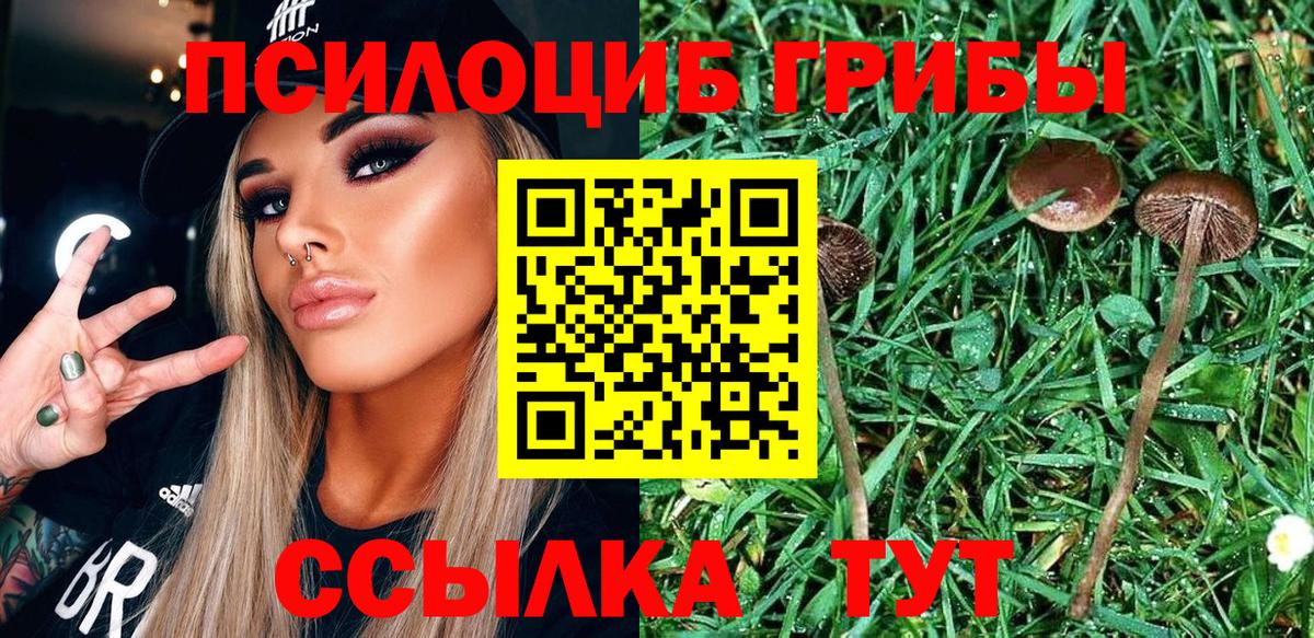 Луга  Псилоцибиновые грибы Psilocybine cubensis  Галлюциногенные грибы прущие грибы  Вход с VPN 